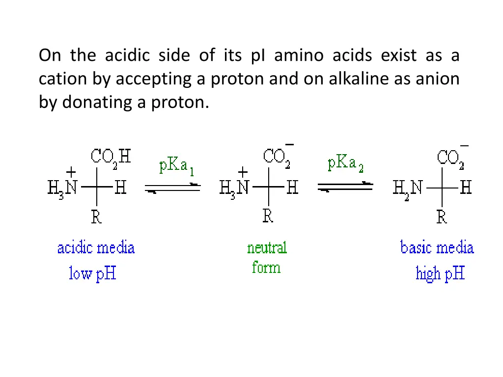 on the acidic side of its pi amino acids exist