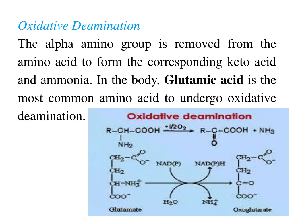oxidative deamination the alpha amino group