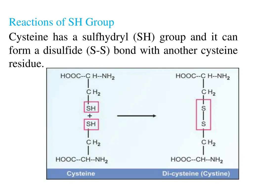reactions of sh group cysteine has a sulfhydryl