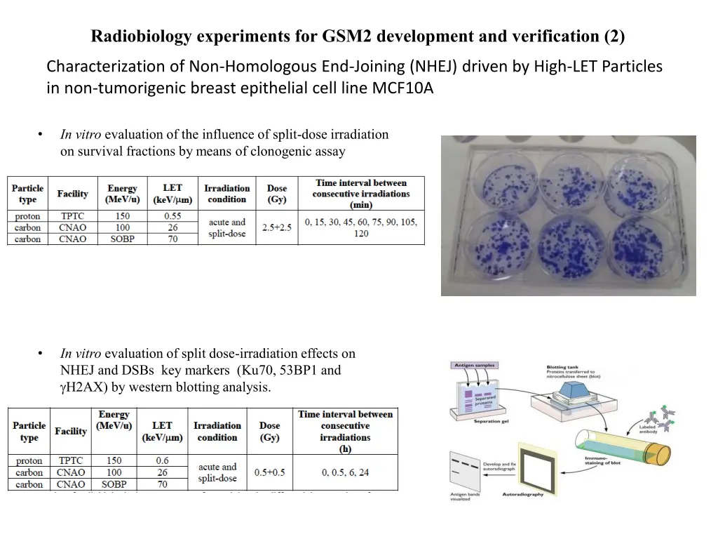 radiobiology experiments for gsm2 development 1
