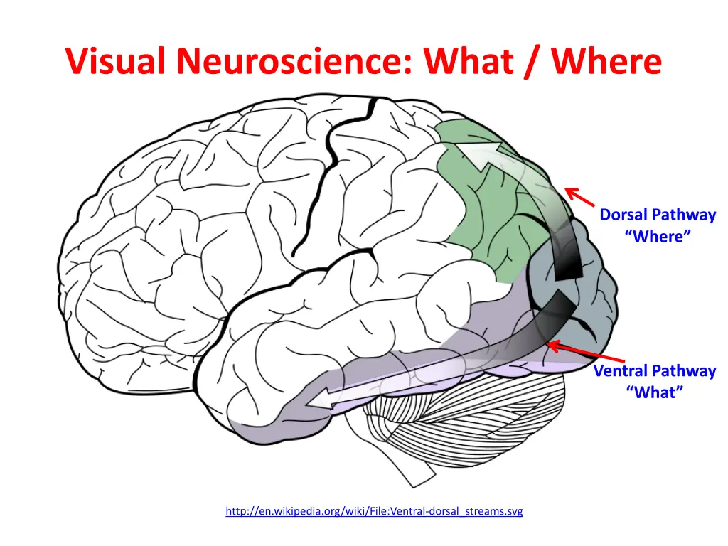 visual neuroscience what where