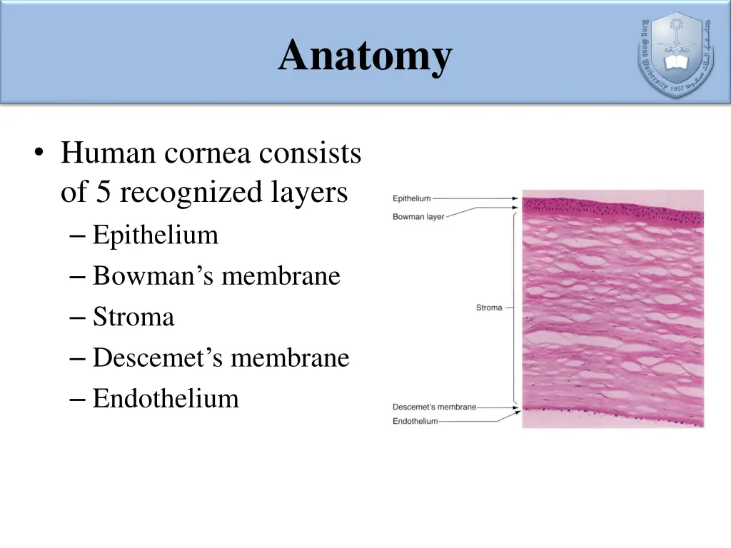 anatomy 1