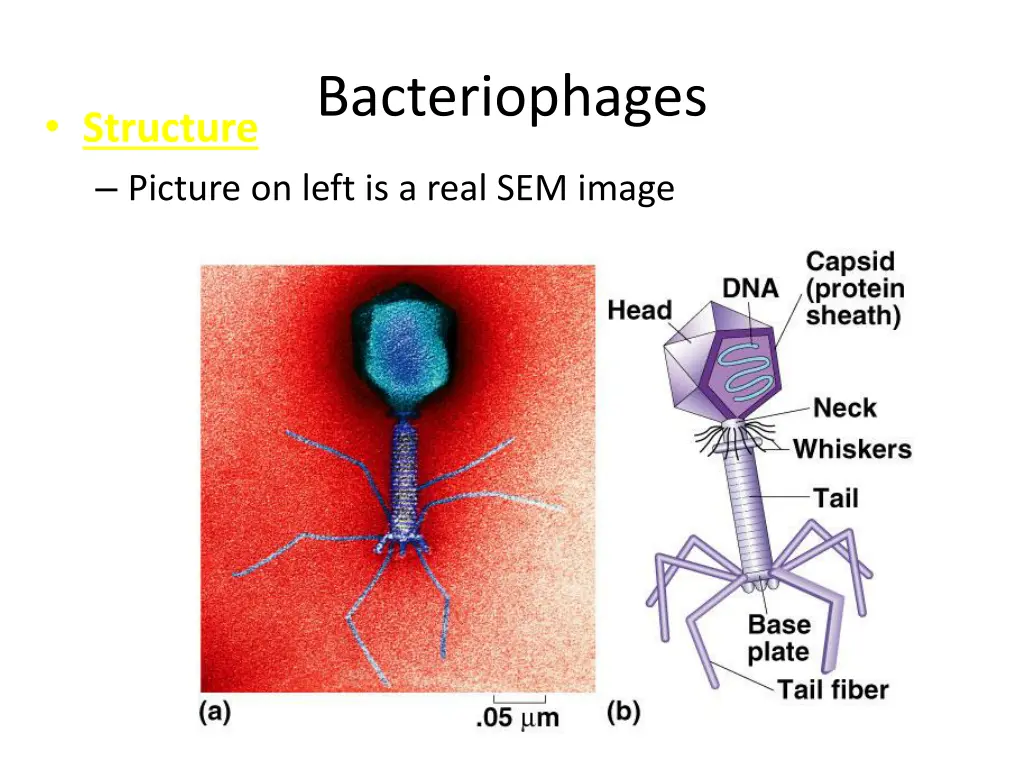 bacteriophages 2