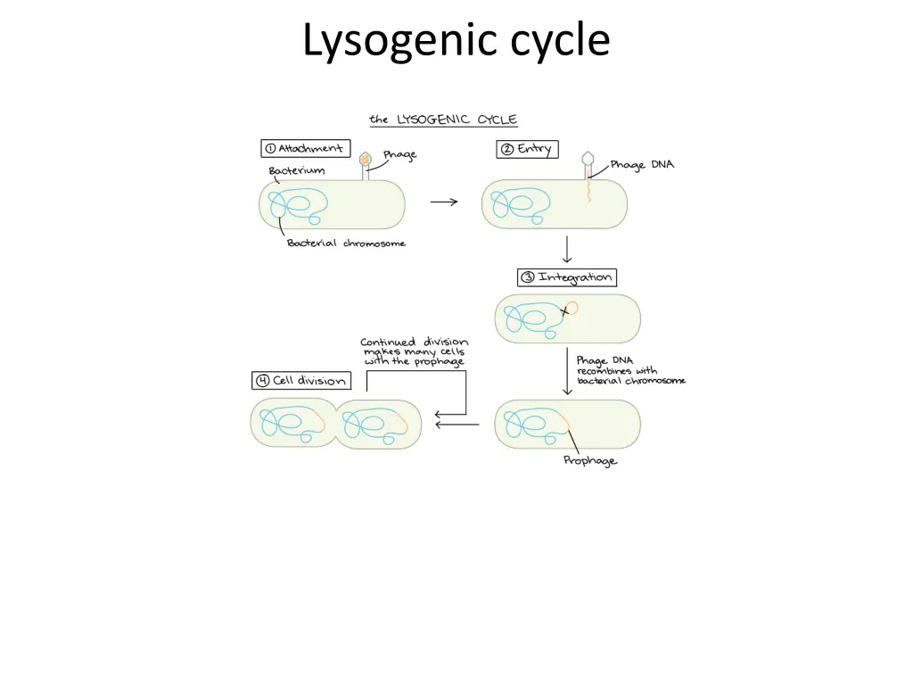 lysogenic cycle 3