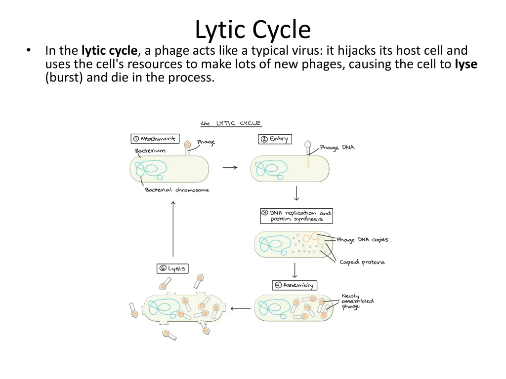 lytic cycle