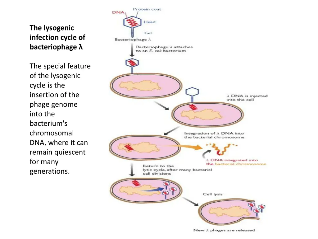 the lysogenic infection cycle of bacteriophage