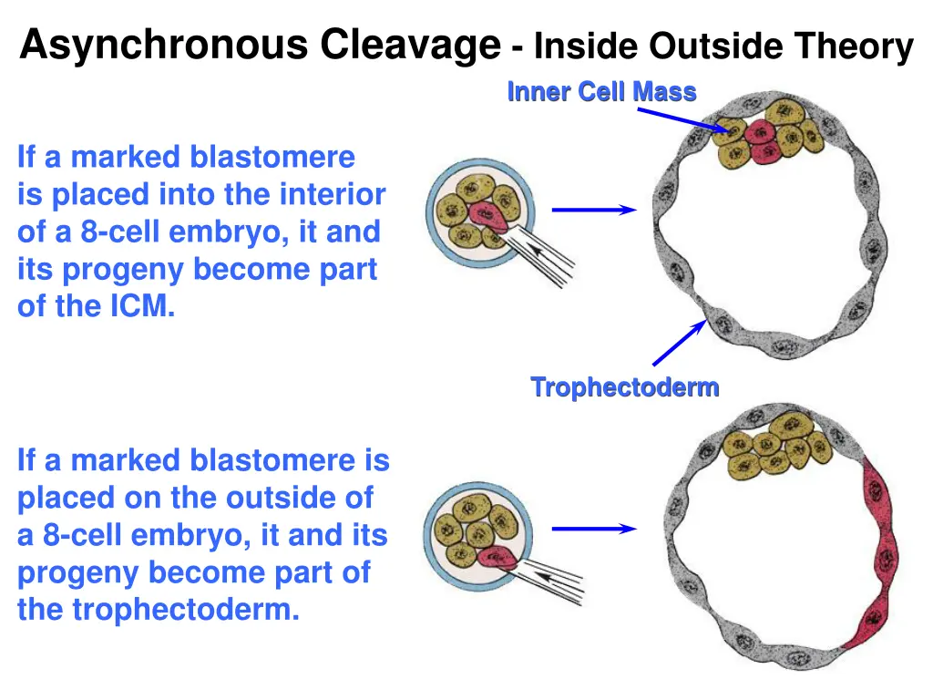asynchronous cleavage inside outside theory