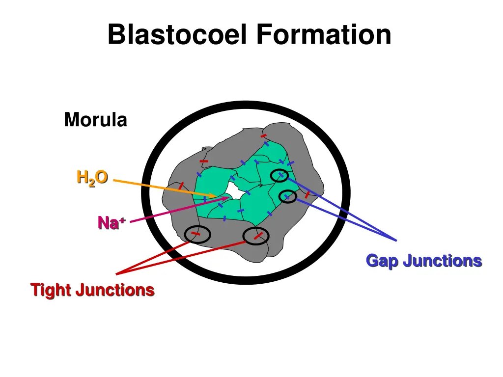 blastocoel formation 1