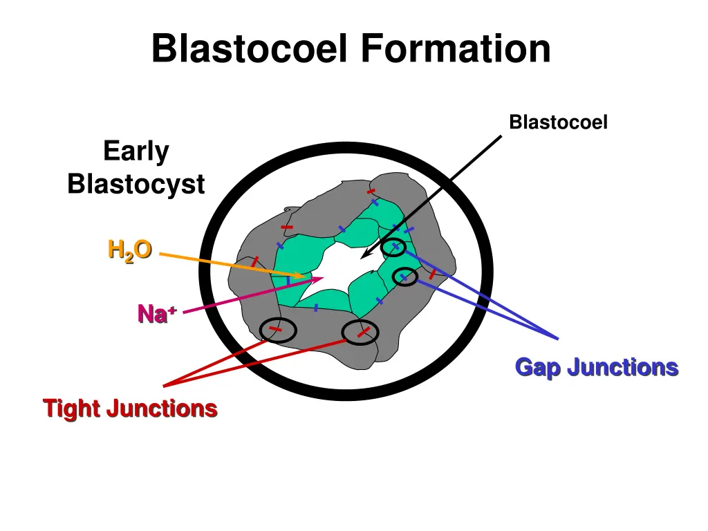 blastocoel formation 2