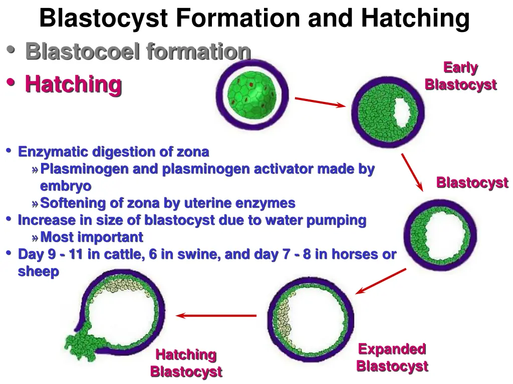 blastocyst formation and hatching blastocoel 1