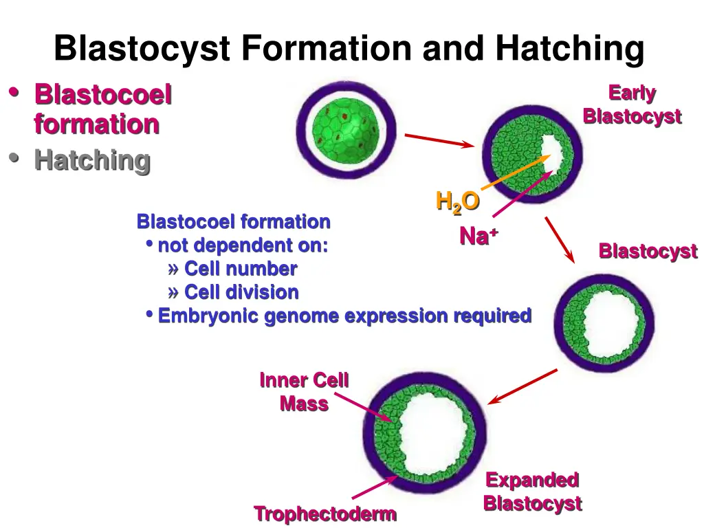 blastocyst formation and hatching blastocoel