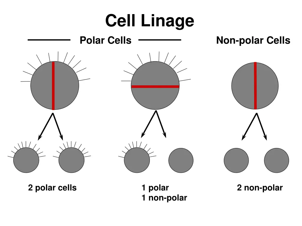 cell linage polar cells