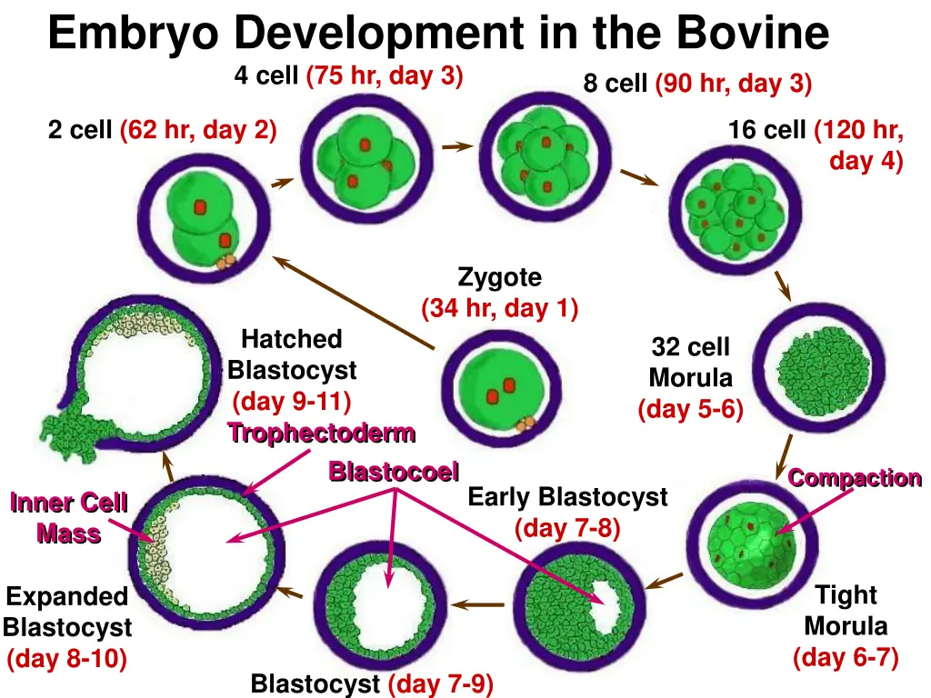 embryo development in the bovine 4 cell