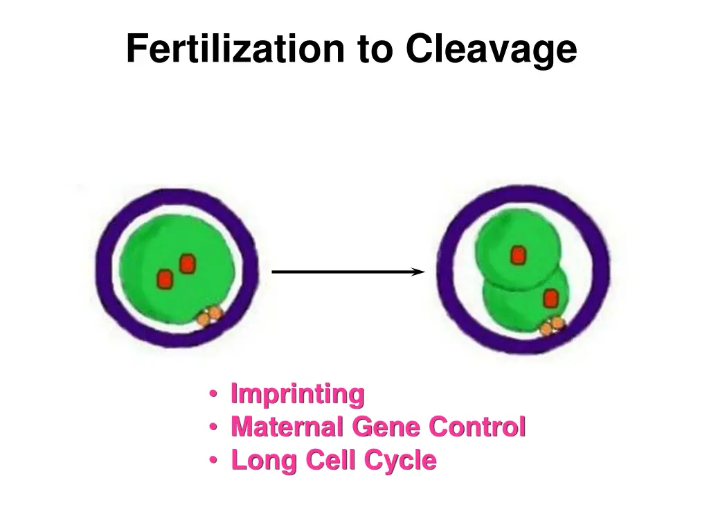 fertilization to cleavage 1