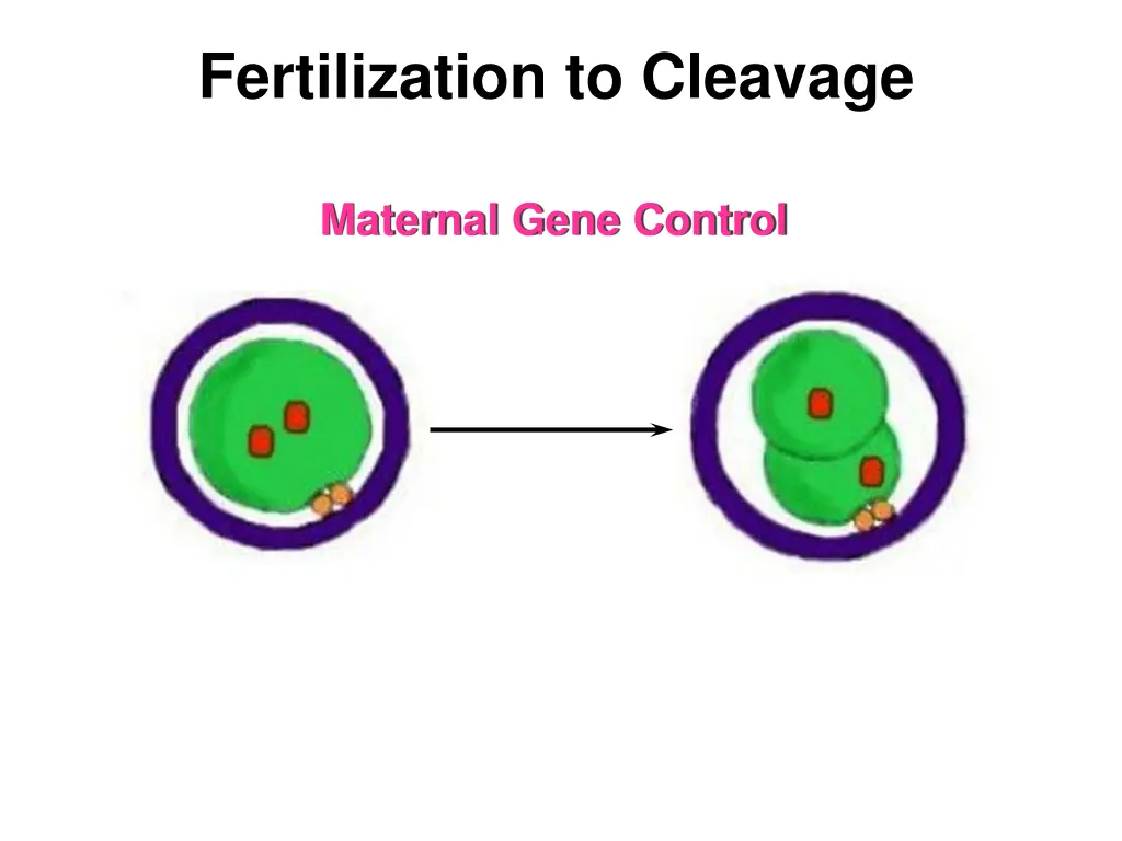 fertilization to cleavage 2
