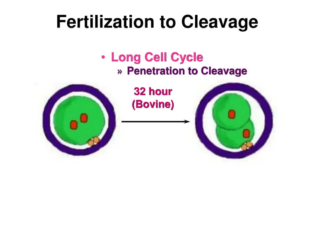 fertilization to cleavage 3