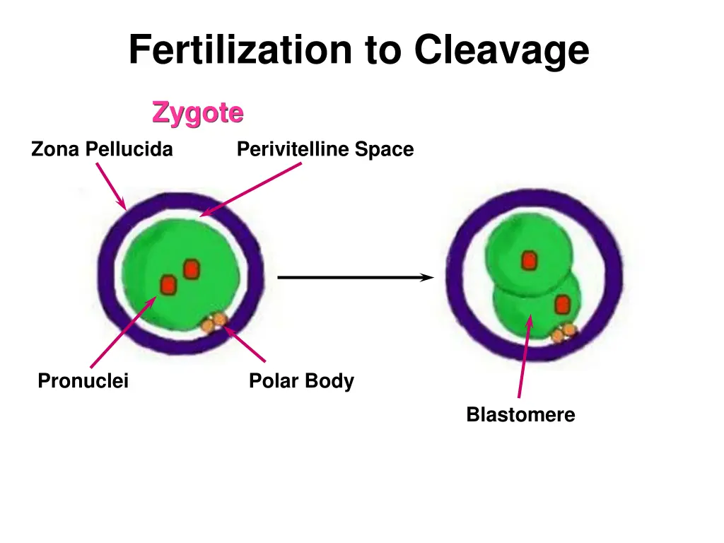 fertilization to cleavage