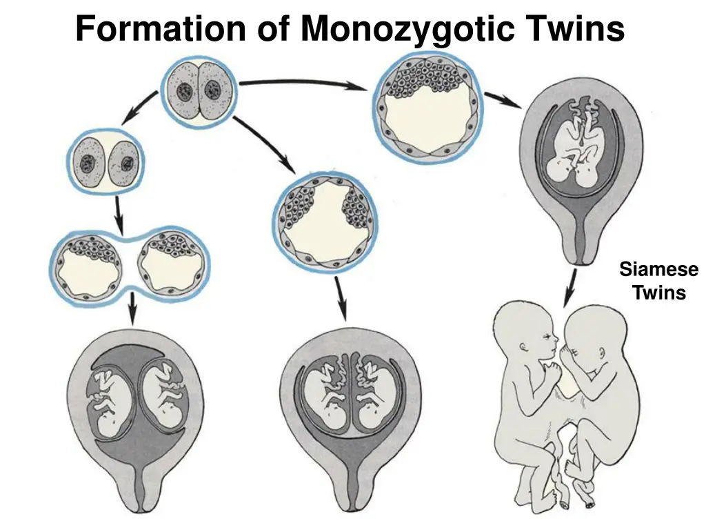 formation of monozygotic twins