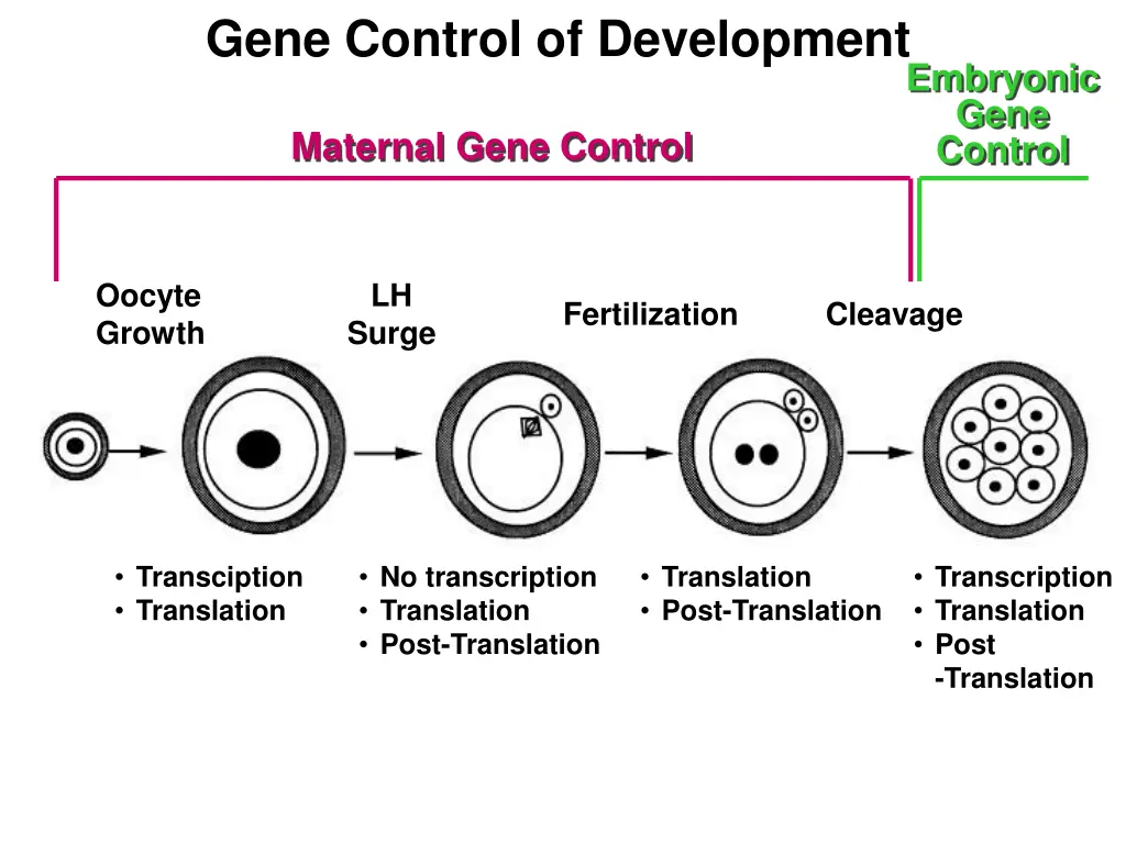 gene control of development 1
