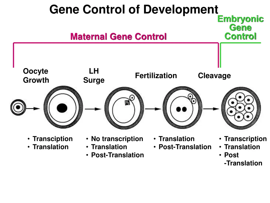 gene control of development