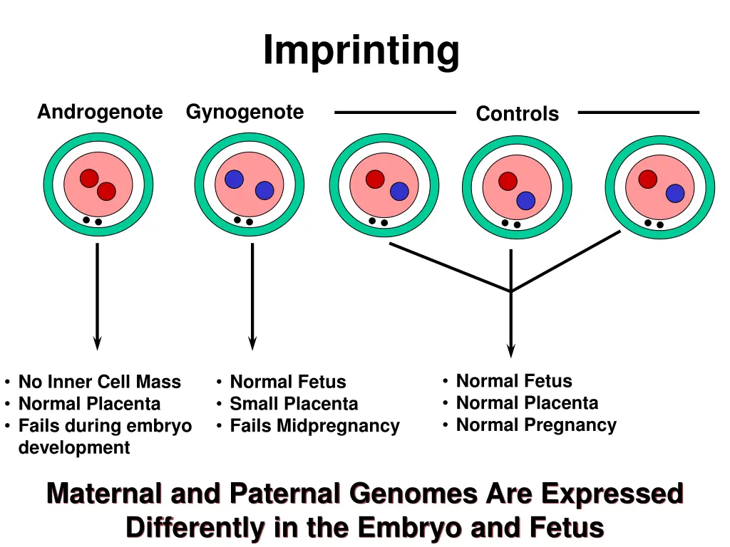 imprinting