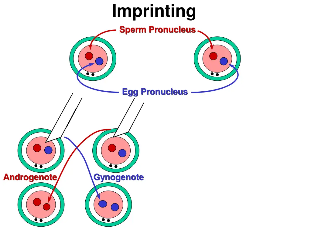 imprinting sperm pronucleus 1