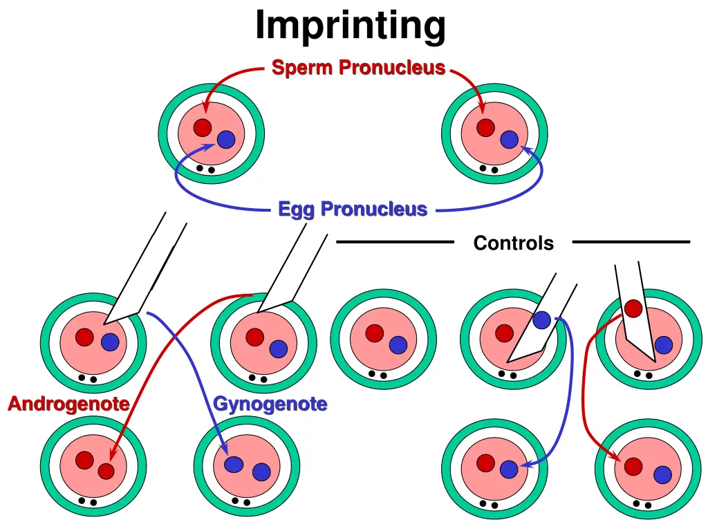 imprinting sperm pronucleus 2