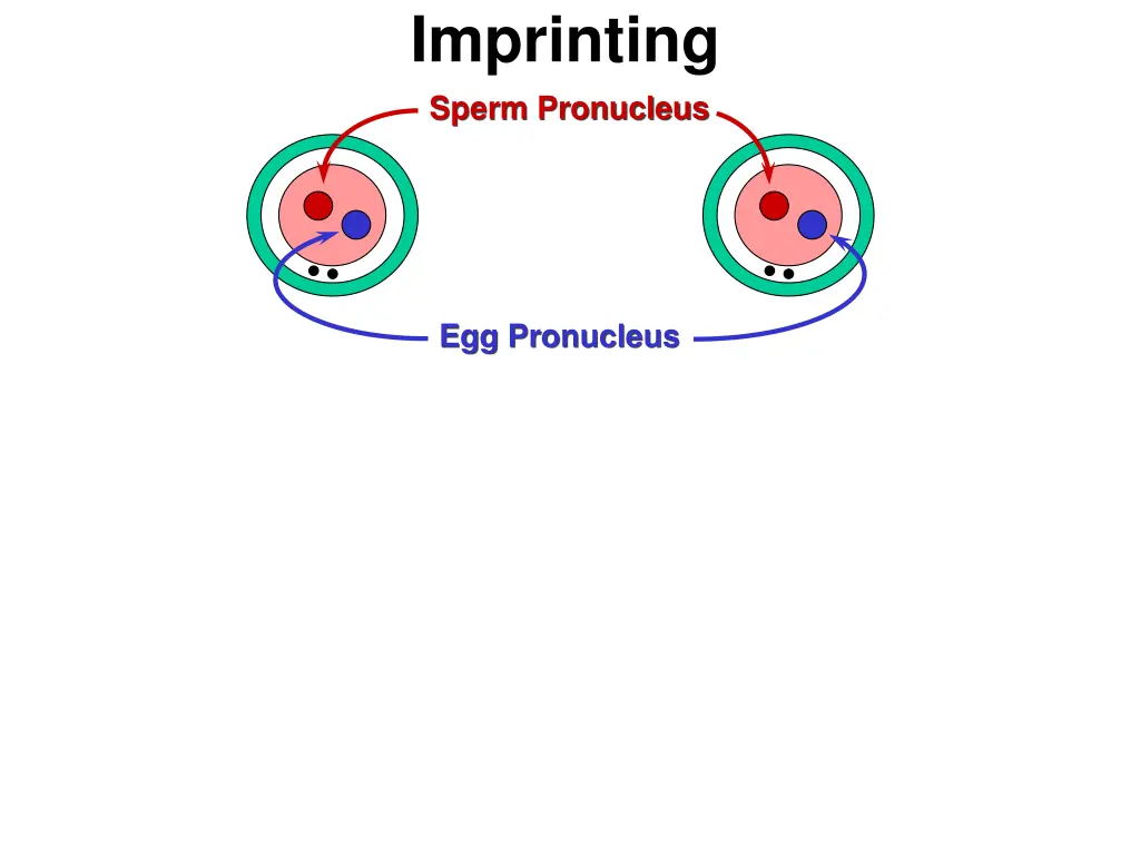 imprinting sperm pronucleus