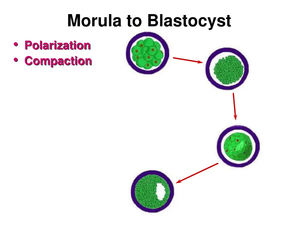 morula to blastocyst polarization compaction