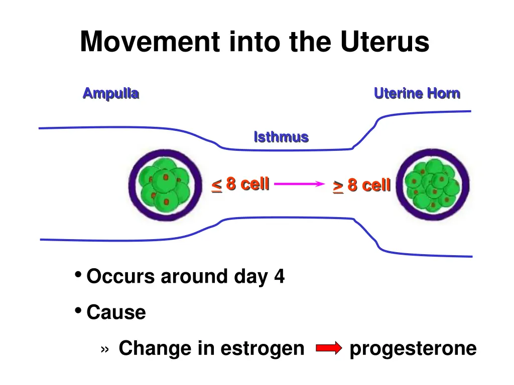 movement into the uterus