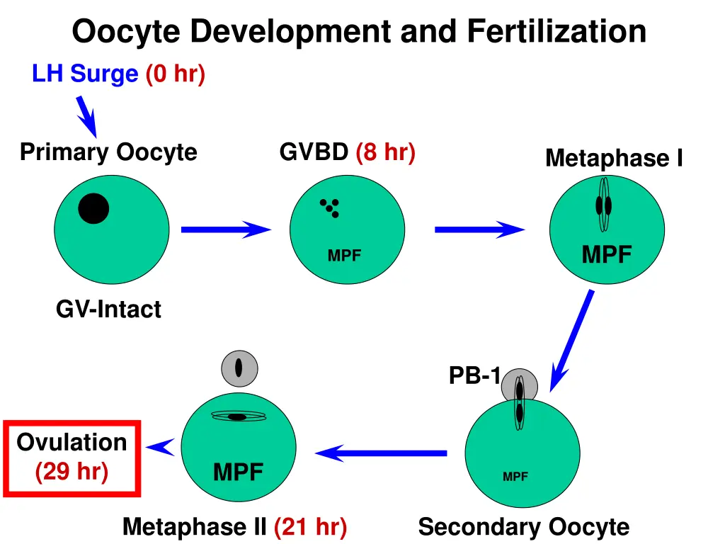 oocyte development and fertilization lh surge 0 hr