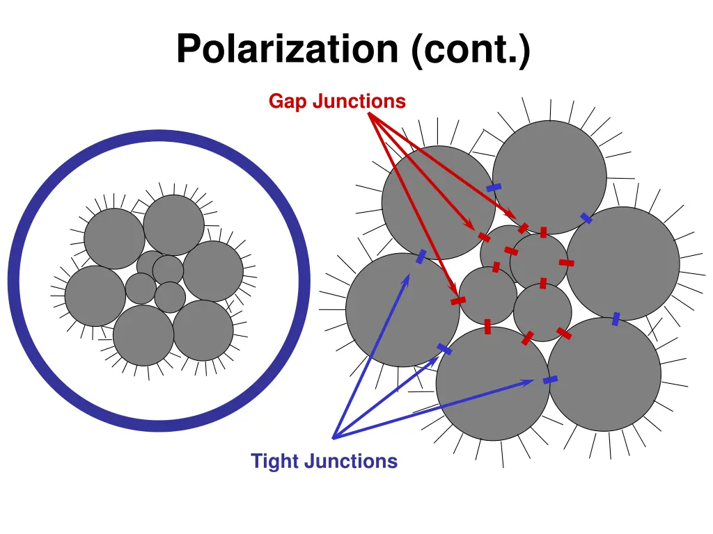 polarization cont