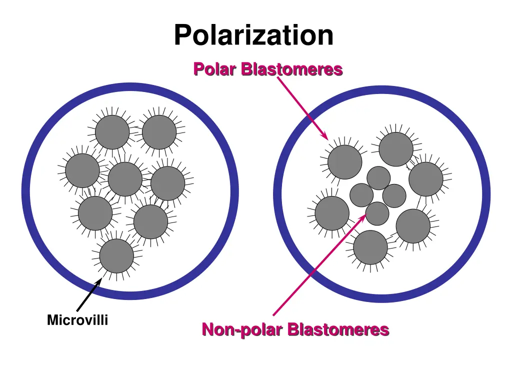 polarization polar blastomeres