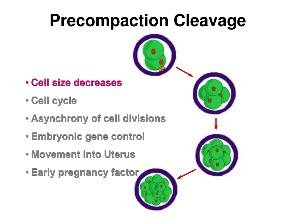 precompaction cleavage 1