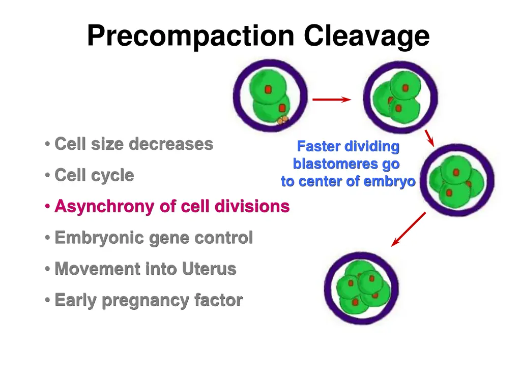 precompaction cleavage 2
