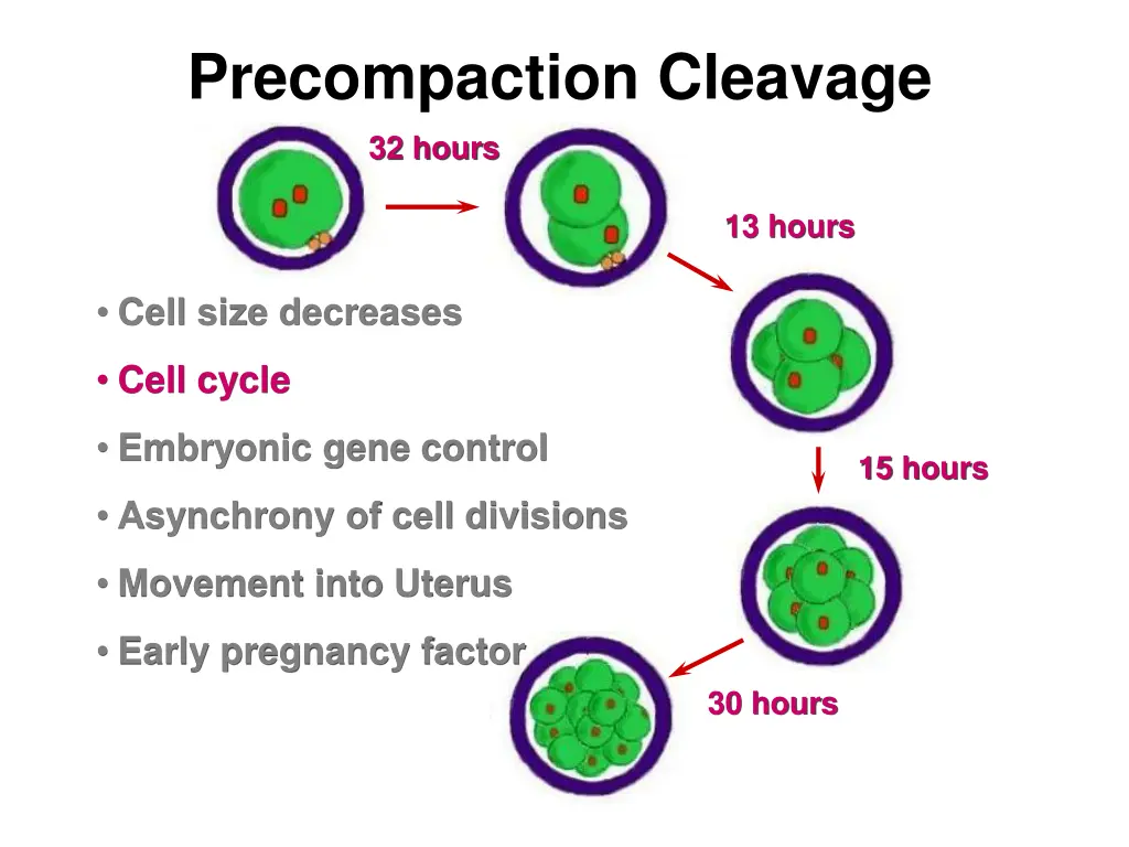 precompaction cleavage 32 hours