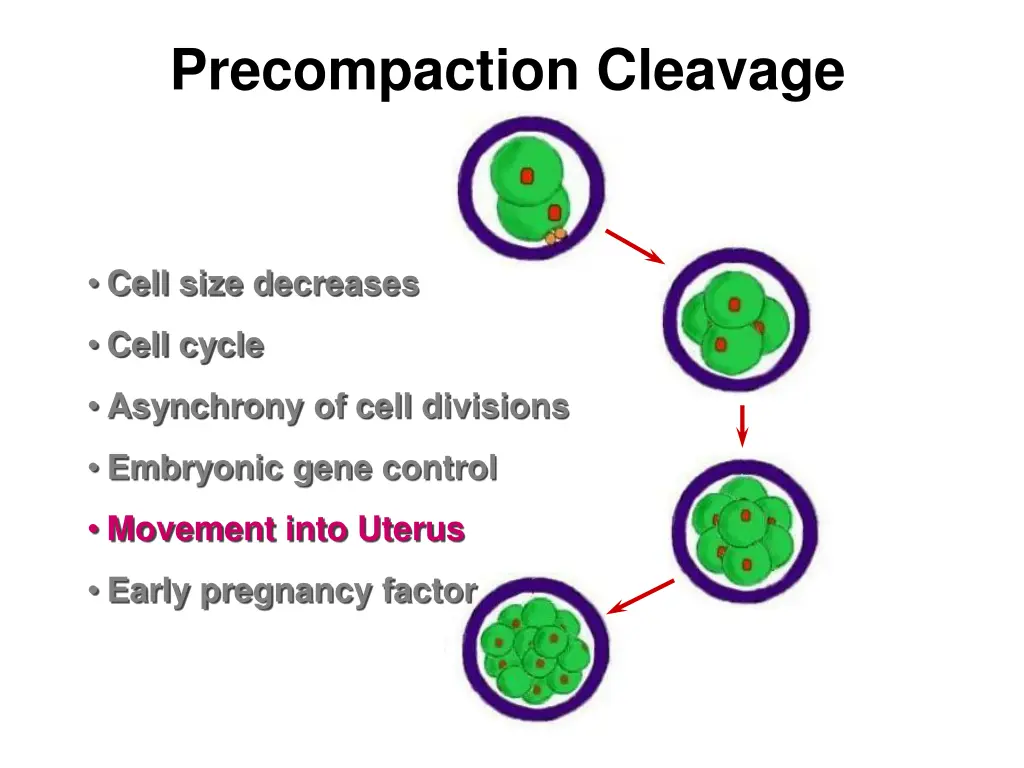 precompaction cleavage 4