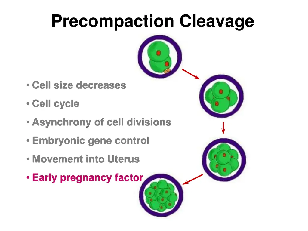precompaction cleavage 5