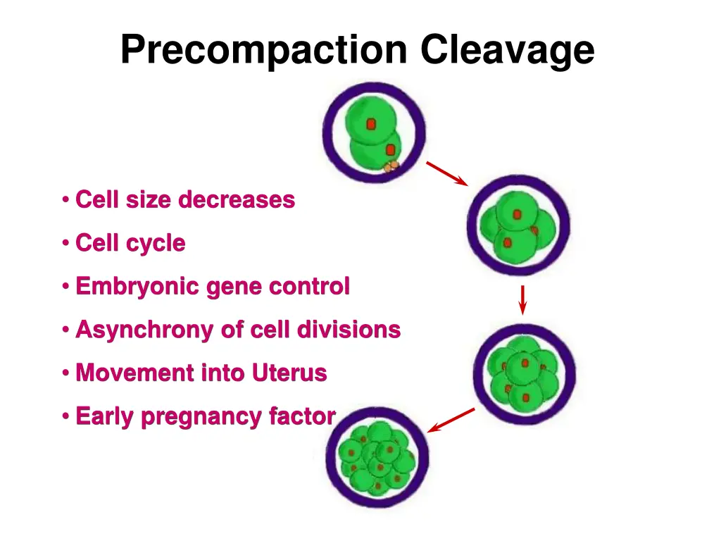 precompaction cleavage