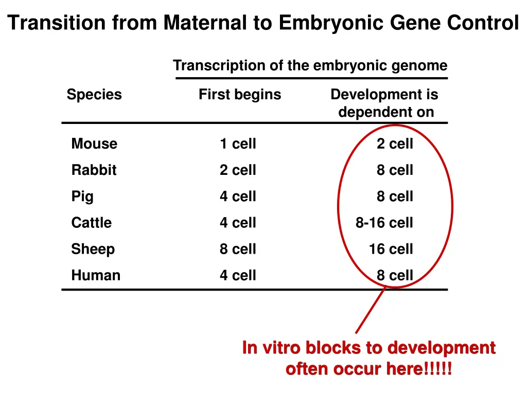 transition from maternal to embryonic gene control