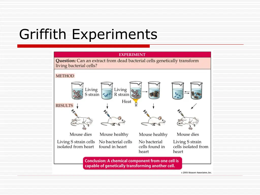 griffith experiments