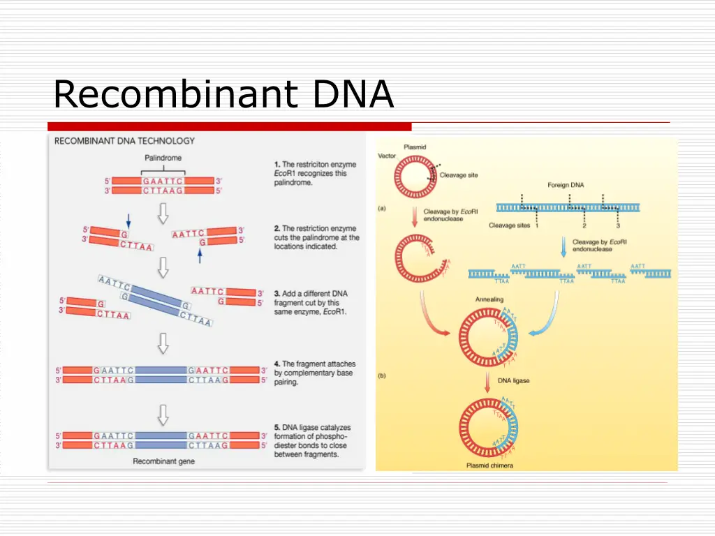 recombinant dna