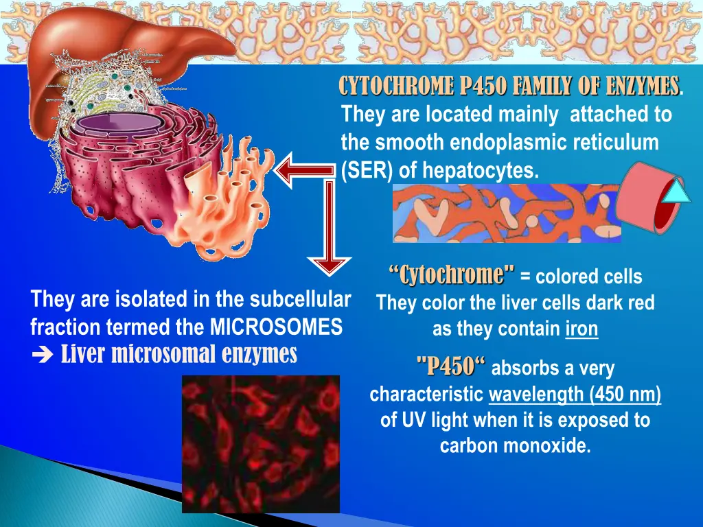 cytochrome p450 family of enzymes they