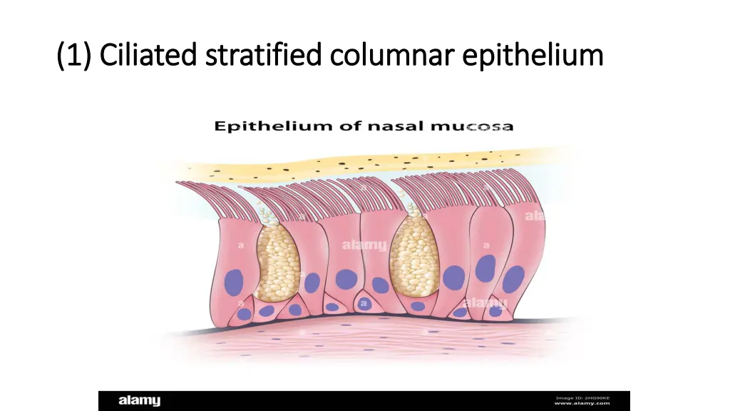 1 1 ciliated stratified columnar epithelium