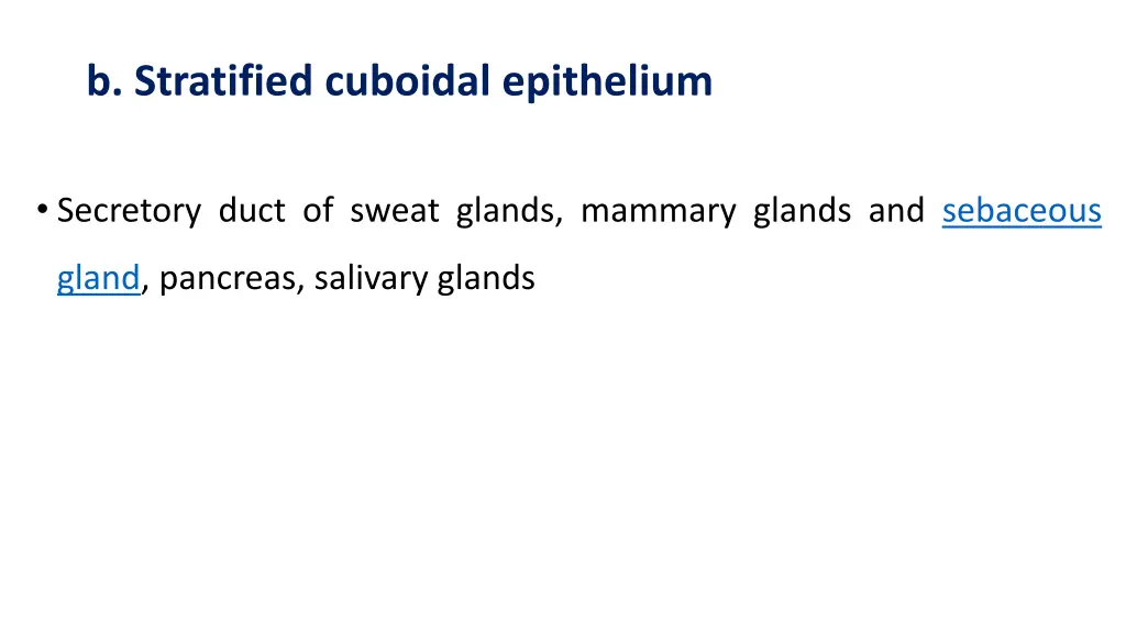 b stratified cuboidal epithelium