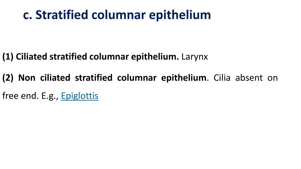 c stratified columnar epithelium