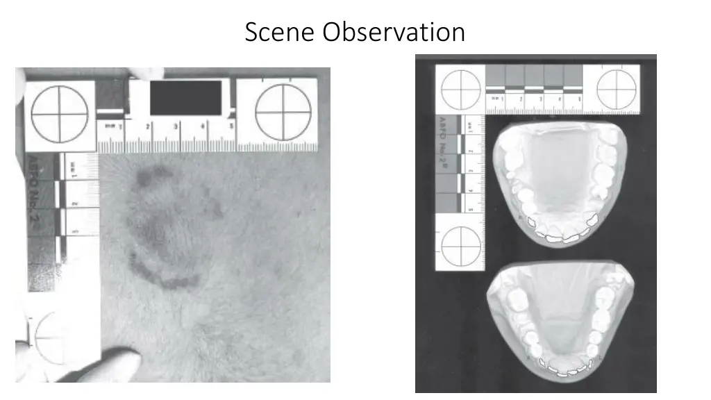 scene observation
