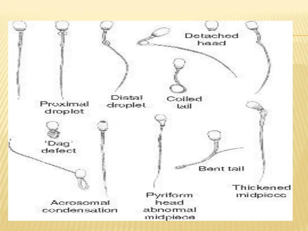 slide27