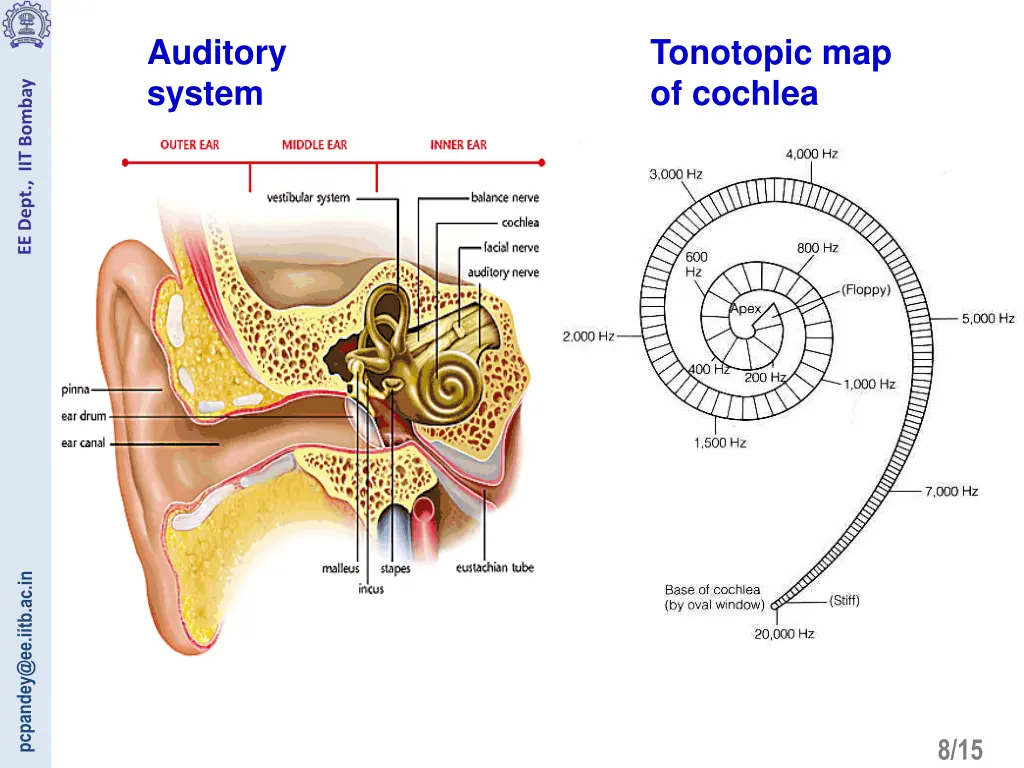 auditory system