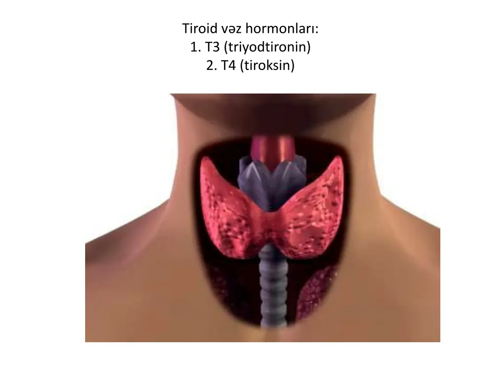 tiroid v z hormonlar 1 t3 triyodtironin